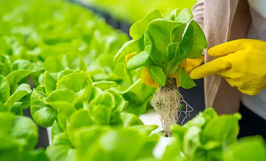 Enhancing Root Growth with Yeast Extract Biostimulants